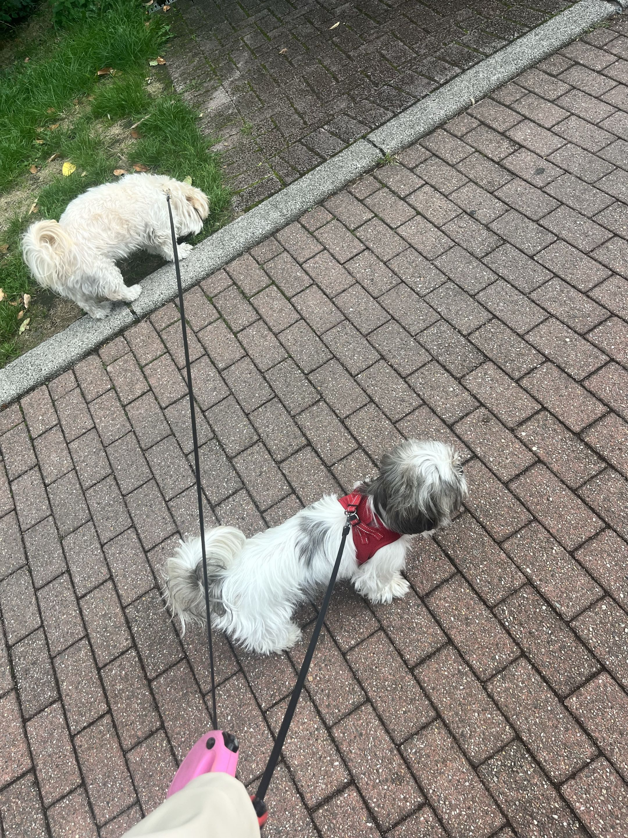 Hailey and Lina on a walk